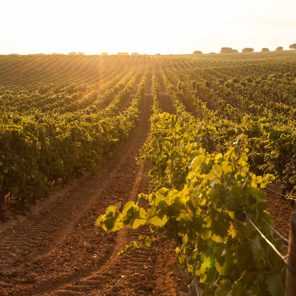 Atalaya La Atalaya del Camino 2022