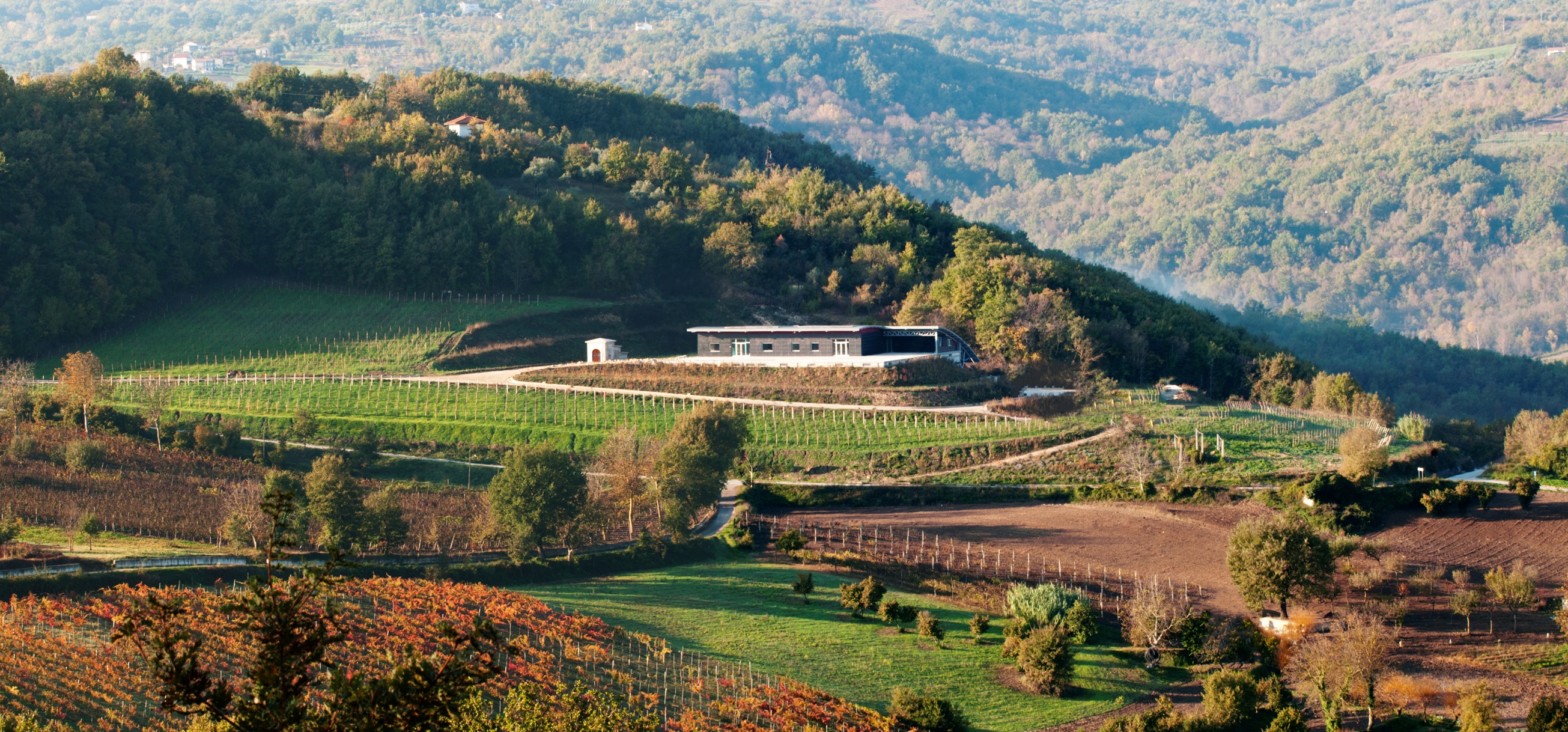 Vinosia Sintonia Irpinia Bianco 2024