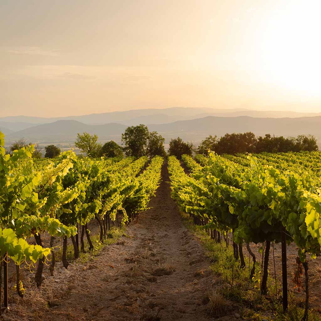 Domaine De La Potardiere Muscadet Sevre et Maine Sur Lie 2023
